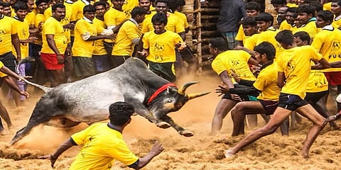 ஓய்வுபெற்ற நீதிபதி தலைமையில் அவனியாபுரம் ஜல்லிக்கட்டு : உயர்நீதிமன்ற கிளை உத்தரவு