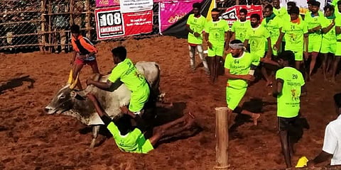 பாலமேட்டில் சீறிப் பாய்ந்த ஜல்லிக்கட்டு காளைகள் - பரிசுகளை அள்ளிய வீரர்கள்