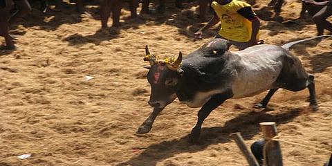 அலங்காநல்லூரில் 16 காளைகளைத் தழுவிய இளைஞர் - முதல் பரிசு கார்