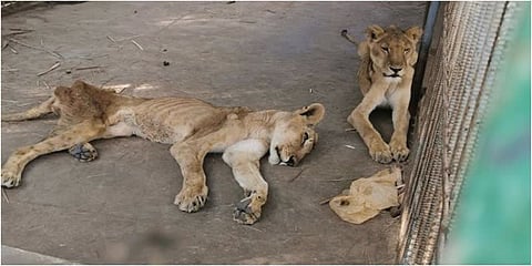 உயிரியல் பூங்காவில் எலும்பும் தோலுமாக காட்சி தரும் 5 சிங்கங்கள்