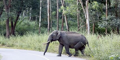 "ஒற்றை யானைக்காக 600 பள்ளிகள் மூடல்"- ஒடிசாவில் அச்சம்
