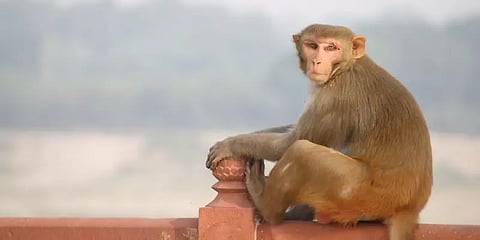 குரங்கு பட்டம் விட்டு பார்த்திருக்கிறீர்களா ?