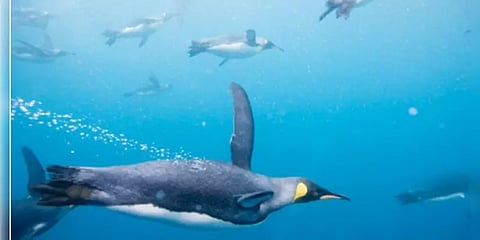மைனஸ் 50 டிகிரி குளிரும்  பறக்காத பறவையும்