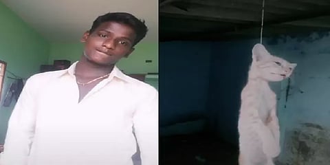 பூனையை தூக்கிலிட்டு டிக்டாக்  - இளைஞரை சிறையில் அடைத்த நெல்லை போலீசார்