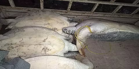 தொடரும் கடல் ஆமைகள்  திருட்டு - மீட்டு கடலில் விட்ட வனத்துறையினர்