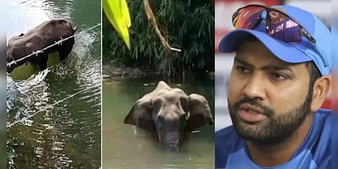 “யானைக்கு என்ன நடந்தது எனக் கேட்டு இதயமே வெடித்துவிட்டது” - ரோகித் சர்மா வேதனை