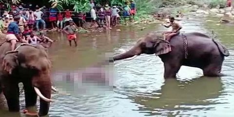 கேரளா யானை கொல்லப்பட்ட‌ வழக்கு: ஒருவர் கைது