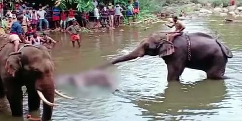 கேரள யானை உயிரிழப்பு விவகாரம்: மலப்புரம் மாவட்ட ஆட்சியர் விளக்கம்