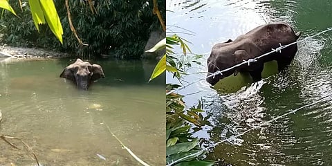 கேரள யானை கொல்லப்பட்ட விவகாரத்தில் திடீர் திருப்பம்: அன்னாசி இல்லை தேங்காயில் வெடிமருந்து