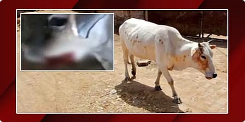 பசுவுக்கு வெடிமருந்து கொடுத்த விவகாரம்: ஒருவர் கைது !