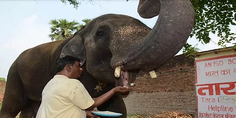 ”2 கோடி சொத்துக்களை யானைகளுக்கு எழுதி வைக்கப் போகிறேன்” - பீகாரில் ஒரு பாசக்கார மனிதர்