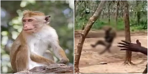 குரங்கை தூக்கிலிட்டு கொலை செய்த 3 பேர் கைது - கண்கலங்க வைக்கும் வீடியோ