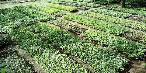 3 ரூபாய்க்கு  14 வகையான மரக்கன்றுகள் - விவசாயிகளுக்கு வழங்க ஈஷா நர்சரி முடிவு