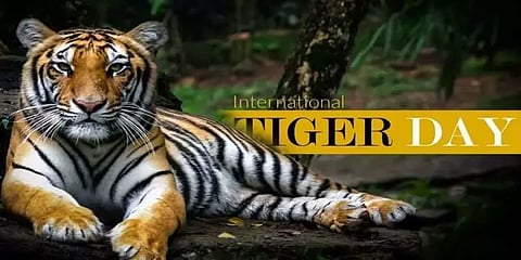 இந்தியாவில் உயர்ந்துள்ள புலிகளின் எண்ணிக்கை ! தமிழகத்தில் எவ்வளவு ?