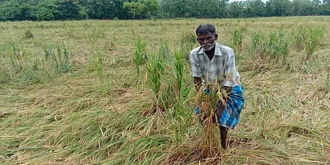 திருவாரூர்: மழைநீரில் சாய்ந்த 300 ஏக்கர் பரப்பளவிலான நெற்பயிர்கள்.. விவசாயிகள் வேதனை