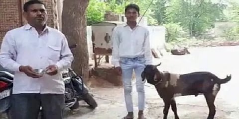 இந்த ஆட்டுக்கு என்னதான் நடந்தது? ராஜஸ்தானில் ஓர் அதிசய ஆடு