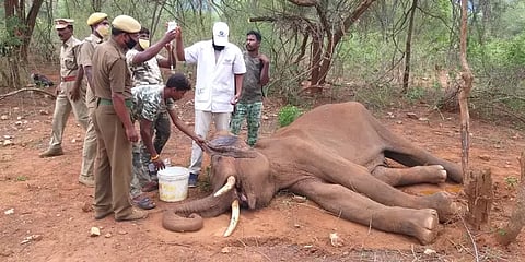 யானைகள் தொடர்ந்து உயிரிழக்க இதுவும் ஒரு காரணம் தான் - கோவை வன அலுவலர்