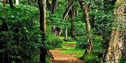 கொரோனாவுக்குப் பிறகு… தமிழகத்தில் செய்ய வேண்டிய சுற்றுச்சூழல் சீர்திருத்தங்கள்