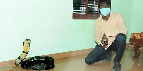 கேரளா: சோஃபா அடியில் பதுங்கியிருந்த 16 அடி நீள ராஜநாகம்!