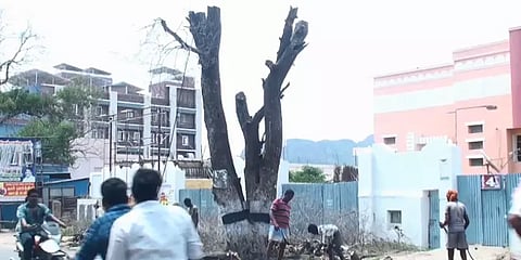 விஷம் வைத்து கொல்லப்பட்ட நூற்றாண்டு புளியமரம் அகற்றம் : மக்கள் கவலை