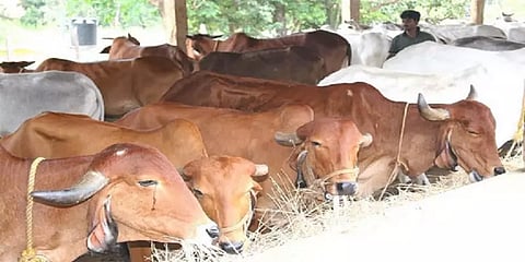 தமிழகத்தில் கால்நடை இளநிலைப் படிப்பு...  ஆகஸ்ட் 24  முதல் ஆன்லைனில் விண்ணப்பம்