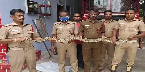 பழனியில் தோட்டத்தில் சுற்றிய  6 அடி நீள மலைப்பாம்பு: வனத்தில் விட்ட தீயணைப்புத் துறையினர்.