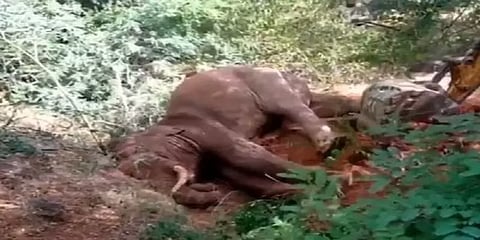 பள்ளத்தில் விழுந்து எழ முடியாமல் தவித்த 30 வயது யானை - வைரல் வீடியோ