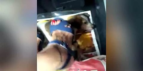 ஓடும் காரில் நாய்க்குட்டியை செருப்பு கால்களால் எட்டி உதைக்கும் பெண்?: வைரலான வீடியோ
