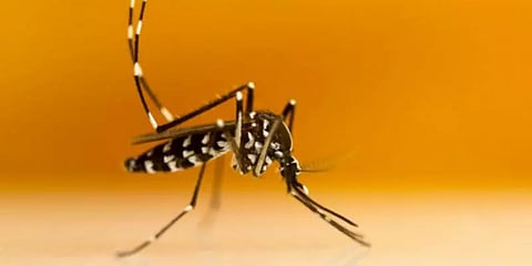 டெங்கு கொசுக்களோடு மல்லுக்கட்ட வோல்பாசியா கொசுக்களை களமிறக்கிய சிங்கப்பூர் 