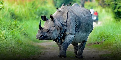 காசிரங்காவில்  கூடுதலாக 3 ஆயிரம் ஹெக்டேர்... வனவிலங்குகள் சுதந்திரமாக உலவ  நடவடிக்கை