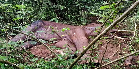 காலில் காயங்களுடன் சுற்றித் திரிந்த யா‌னை வழுக்கி விழுந்து உயிரிழப்பு