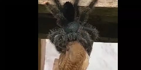 பறவையை விழுங்கும் ராட்சத‌ சிலந்தி - வீடியோ.!