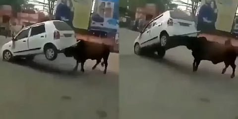 காரை முட்டி  தூக்கி வீசிய முரட்டுக்காளை - வீடியோ