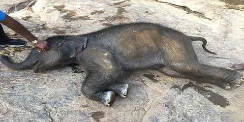 உடுமலை: தாயுடன் ஆற்றை கடக்க முயன்ற குட்டியானை பரிதாபமாக உயிரிழப்பு..!