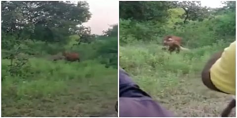 பசுவை வேட்டையாடும் சிங்கத்தை வீடியோ எடுக்கும் இளைஞர்கள்: குவியும் கண்டனங்கள்