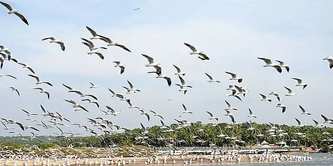 இது ஏரி தானா? இல்லை.. சரணாலயமா?: பறவைகளால் அழகான பொன்பத்தி ஏரி..!