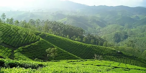 மேற்குதொடர்ச்சி மலையின் ”சூழலியல் முக்கியத்துவம் வாய்ந்தபகுதி” அறிவிப்புக்கு எதிராக மனு