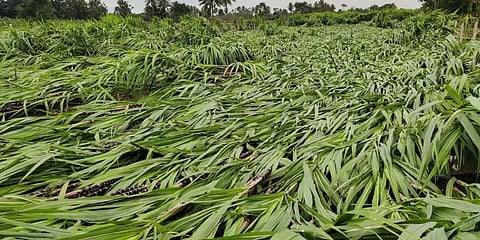 கடலூர்:  நிவர் புயலின் சீற்றம்.. வாழை, பன்னீர் கரும்பு பயிர்கள் நாசம்