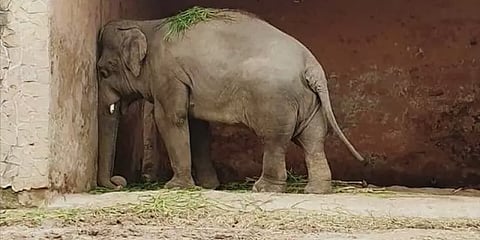 போதும் இந்த தனிமை.. புதுவாழ்வை தொடங்கவுள்ள காவன் யானை!