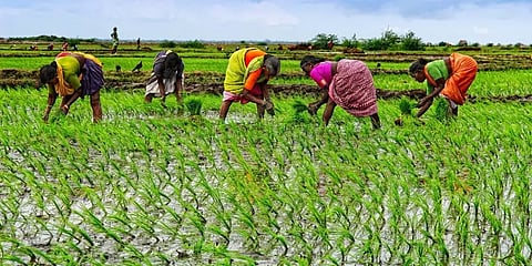 10 ஆண்டுகளில் இதுவே முதல்முறை: இந்தியாவிடம்  அரிசி இறக்குமதி செய்யும் வியட்நாம்!