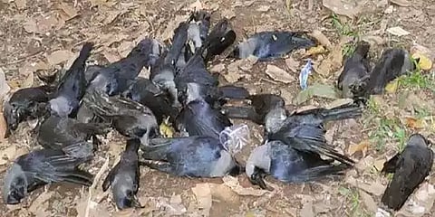 டெல்லியில் திடீரென மடிந்து விழுந்த காகங்கள்: பறவைக் காய்ச்சலா?