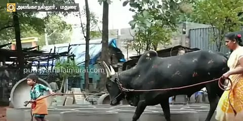 மெரினா புரட்சியின் நினைவு... சீறிப்பாயும் கருப்பன் - வீடியோ!