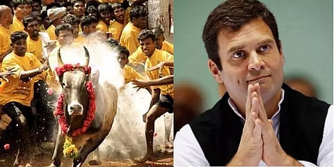 அவனியாபுரம் ஜல்லிக்கட்டு போட்டியைக் காண தமிழகம் வருகிறார் ராகுல் காந்தி
