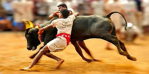 'ஜல்லிக்கட்டு' ஆன 'சல்லிக்கட்டு'... தொன்மையும் வரலாறும் - ஒரு பார்வை