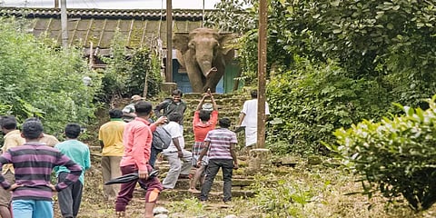 யானைகள் உணர்ச்சியற்ற பொருள்கள் அல்ல!