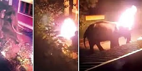 யானை மீது தீ வைத்து கொடூரக் கொலை செய்த விவகாரம்: மசினகுடியில் 55 விடுதிகள் மூடல்