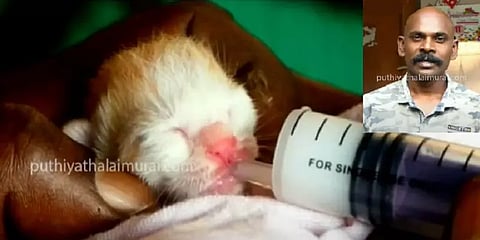 உயிருக்கு போராடிய பூனைக்குட்டிகள்... வாழ்வுகொடுத்த மனிதர் - வீடியோ