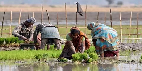 பயிர்க்கடன் தள்ளுபடிக்கான வழிகாட்டு நெறிமுறைகள் வெளியீடு : முழு விபரம்