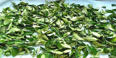 பெட்ரோல், டீசல் விலையோடு மல்லுக்கட்டும் கறிவேப்பிலை - விலை உயர்வுக்கு காரணம் என்ன?