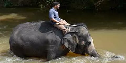 யானைகள் - பாகன்கள் உறவு எப்படி? வளர்ப்பு யானைகளை தாக்குவது சரியா? -விரிவான அலசல்!